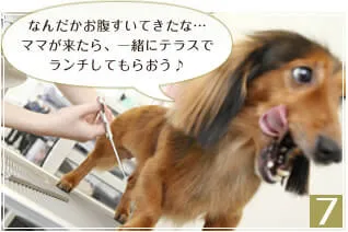 ある日のトリミングのご紹介 ある日のトリミングのご紹介
